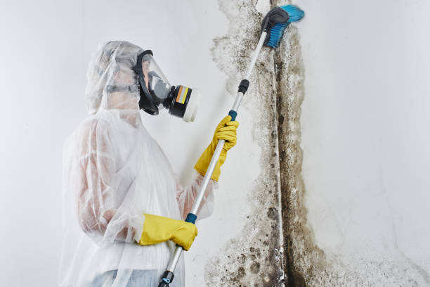Best White Mold Remediation in Rouses Point, NY
