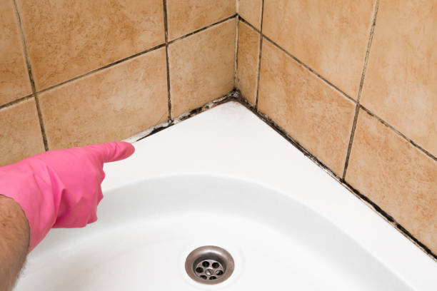 Best Industrial Mold Remediation in Rouses Point, NY